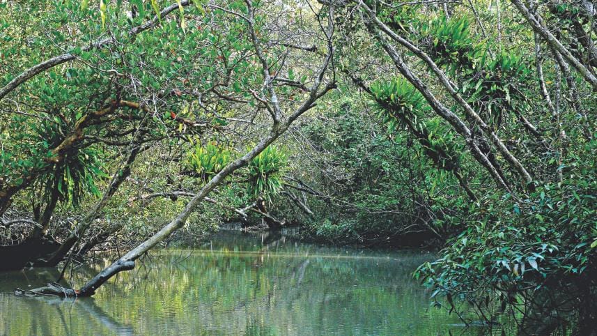 Mangrove Forest Sundarbans