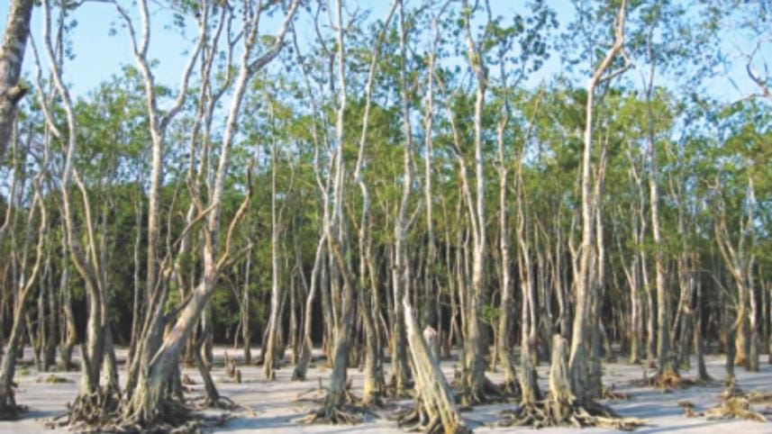sundarbans.jpg