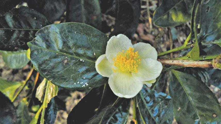 tea flower.jpg