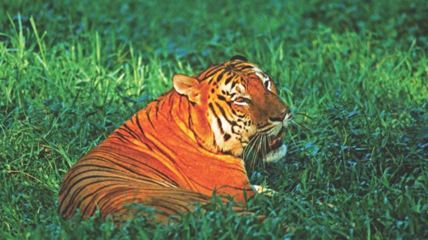 Royal Bengal Tigers in Sundarban