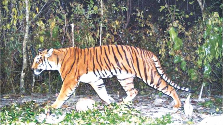 Bangladesh royal Bengal tigers