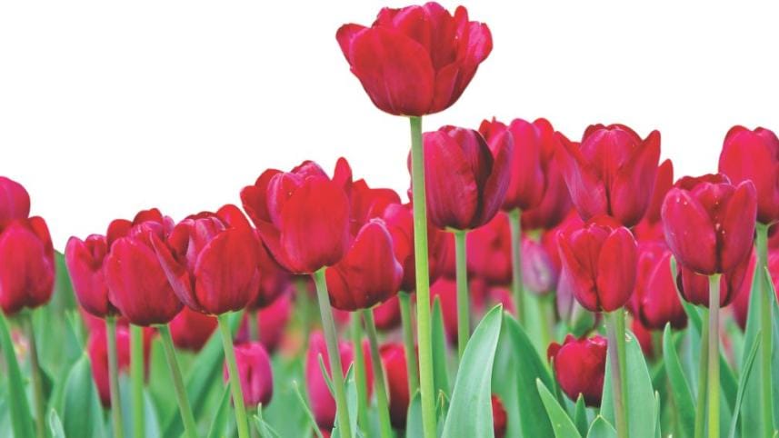 Tiulip