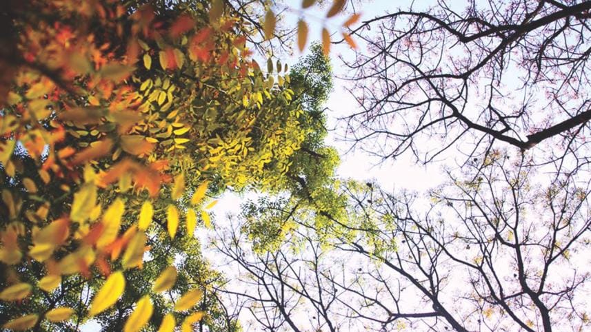 trees