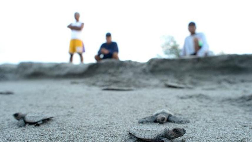 Turtles-Philipine-1.jpg