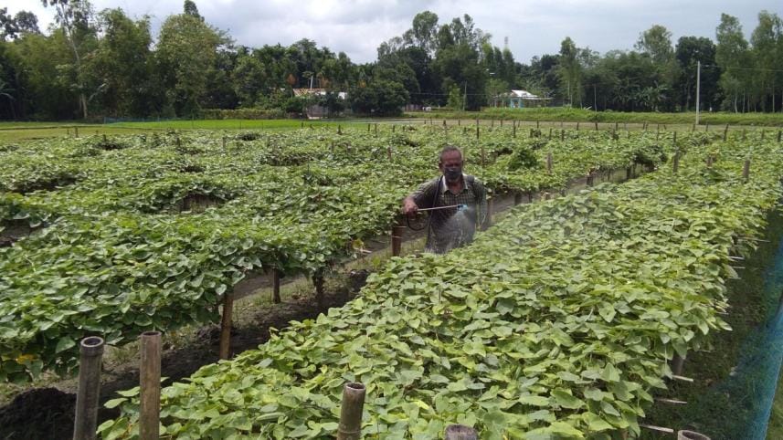 Vegetable growers.jpg