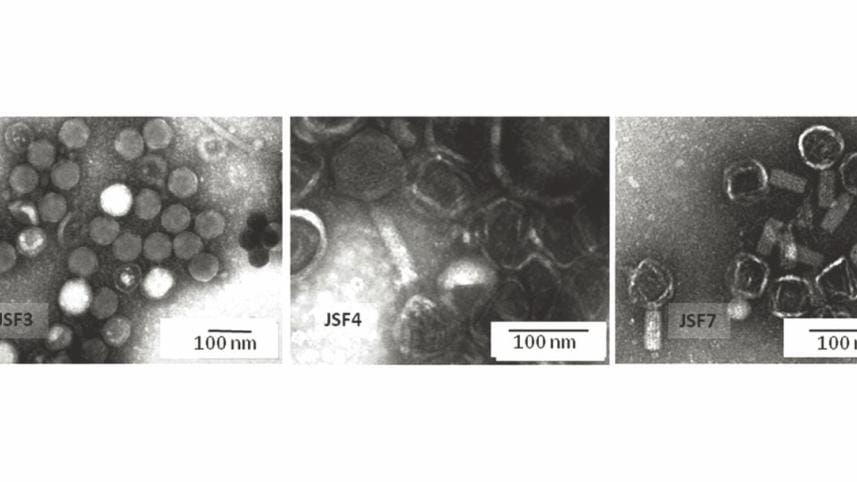 Vibrio cholerae