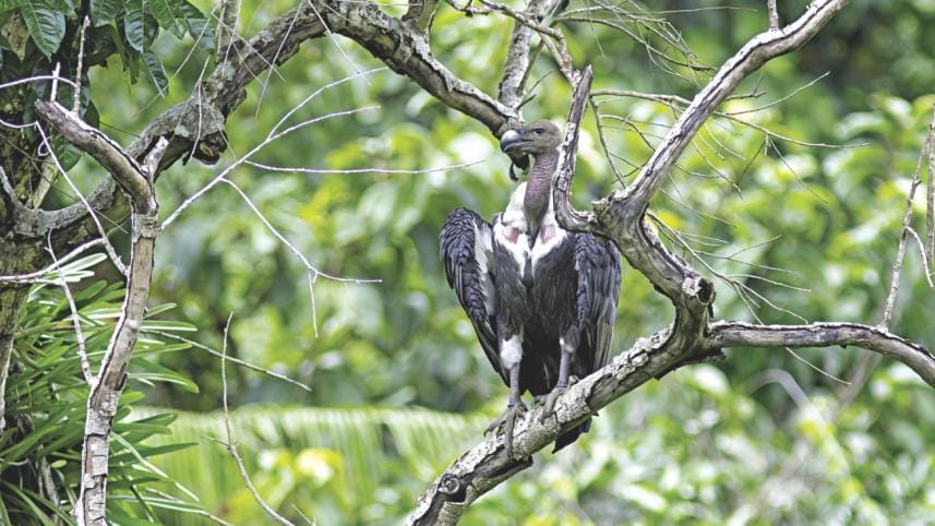White-rumped vulture, Rema-Kalenga Wildlife Sanctuary, Habiganj