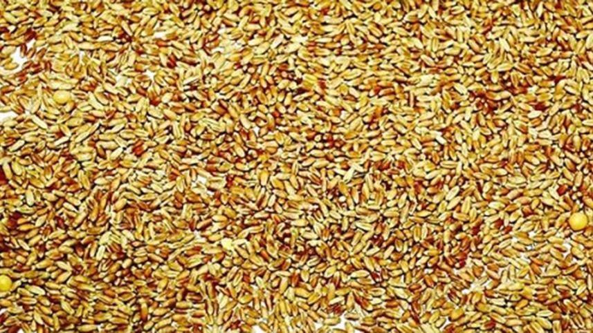 wheat-Brazil_channeli.jpg