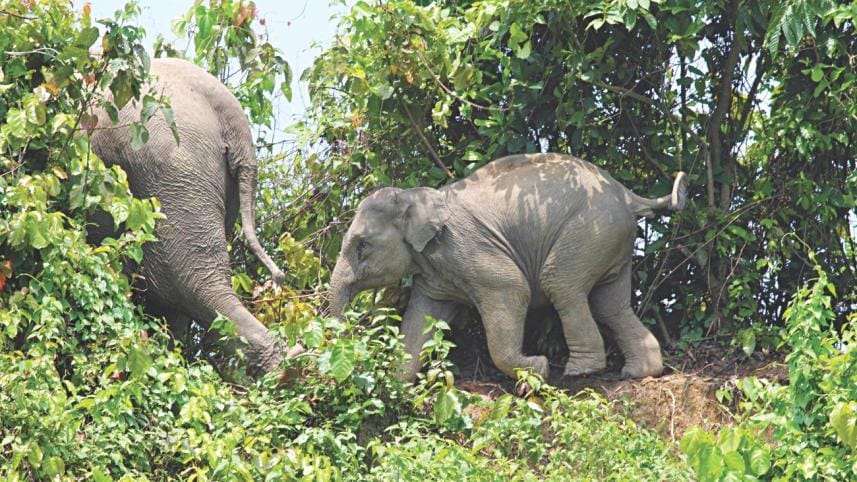 Wild Elephant in Bangladesh