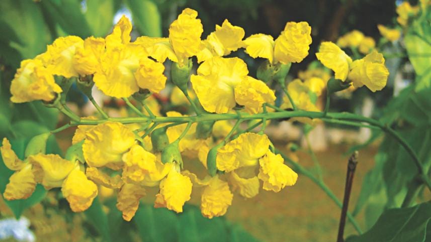 yellow flowers.jpg
