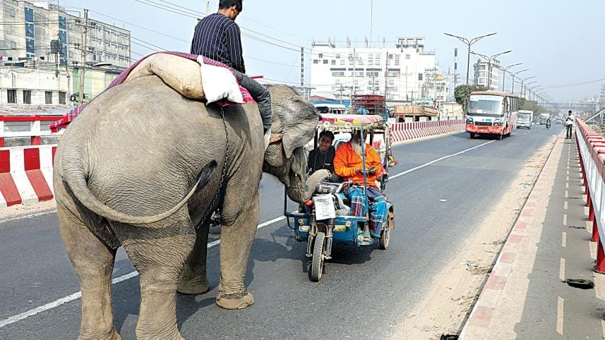 elephant-mahout-torture-animal-cruelty