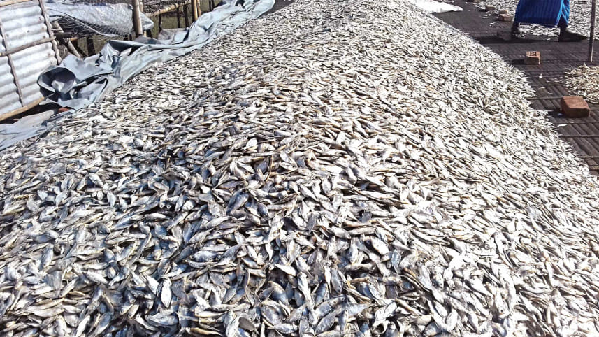 dry-fish1.jpg
