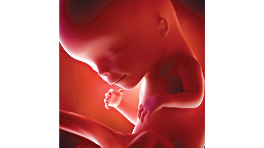 foetal-development.jpg