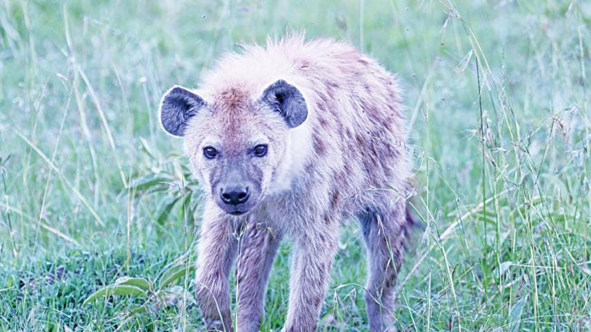 Hyena