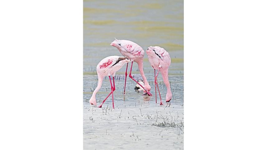 Maasai Mara-Serengeti