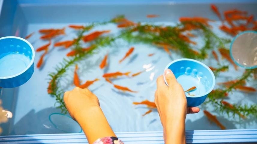 Top 4 ideas to decorate an aquarium 