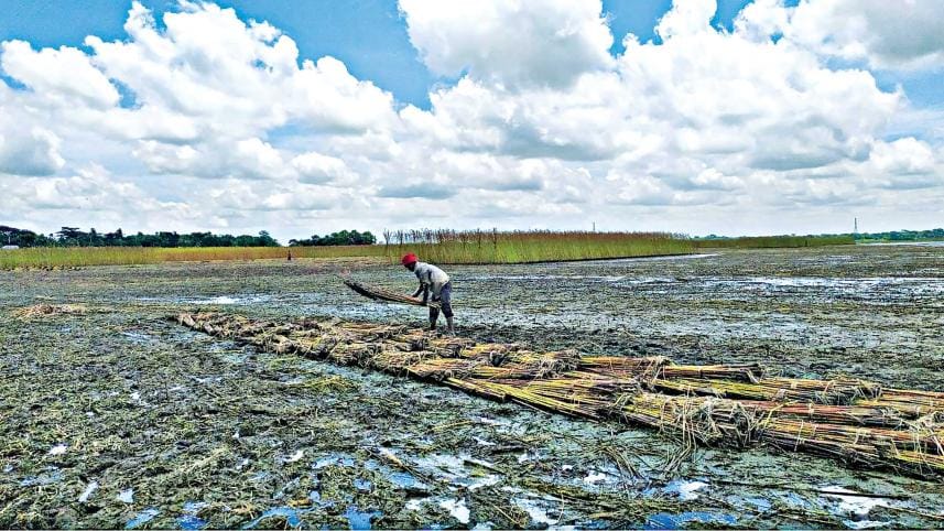 faridpur_jute.jpg