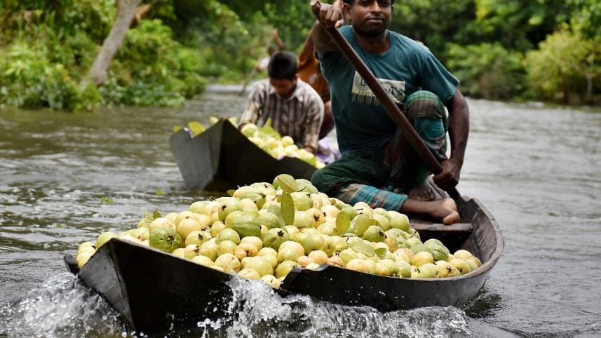 Guava floating market of Bhimruli, Pirojpur