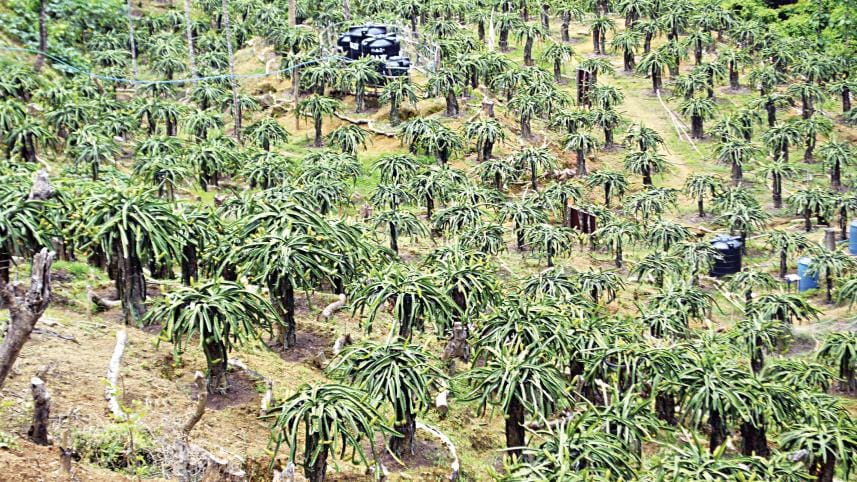 Dragon fruit cultivation