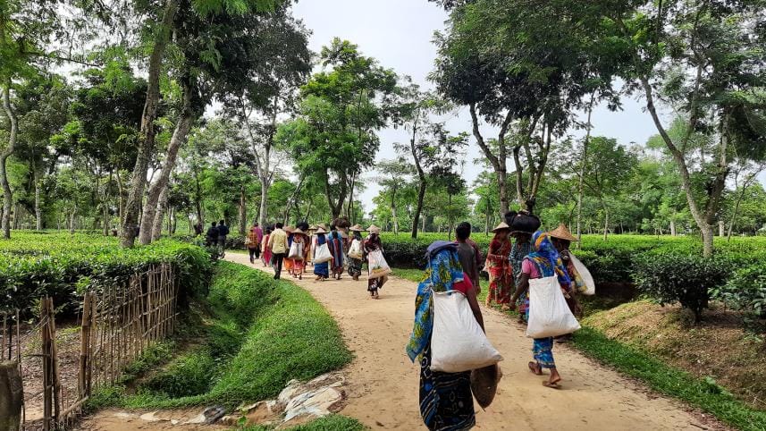 Moulvibazar Tea Workers
