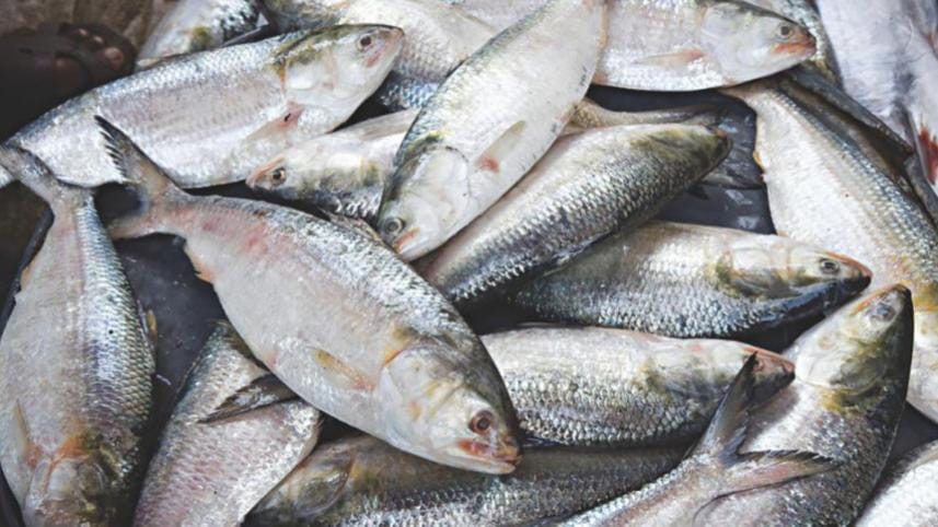 Govt served legal notice to stop exporting Hilsa
