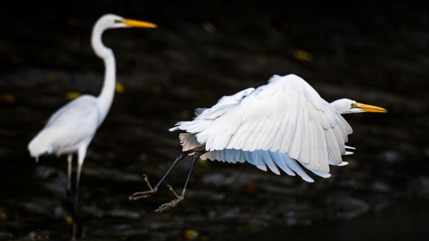 birds Sundarbans