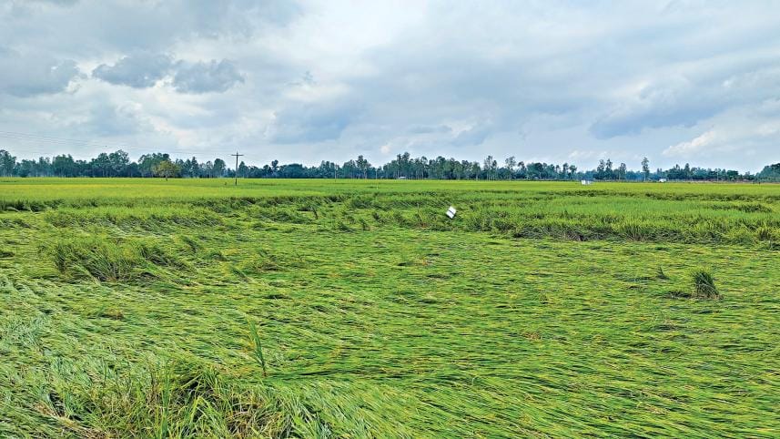 bangladesh crops