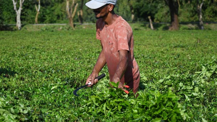 op_2_-_tea_worker_in_a_garden_in_tetulia_panchagarh_-_mostafa_shabuj.jpg