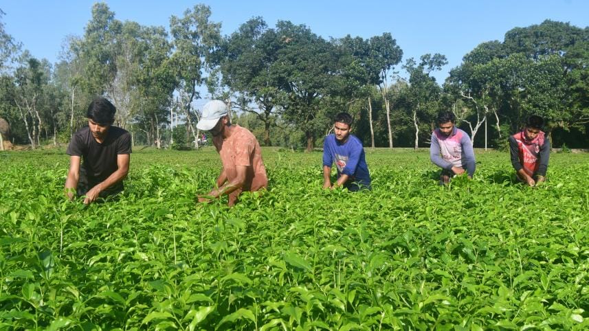 op_2_body_-_tea_workers_in_a_tea_garden_in_panchagarh_-_mostafa_shabuj_-_mostafa_shabuj.jpg