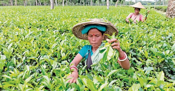 tea_garden_workers_mintu_deshwara_30112022_6860_afi.jpg