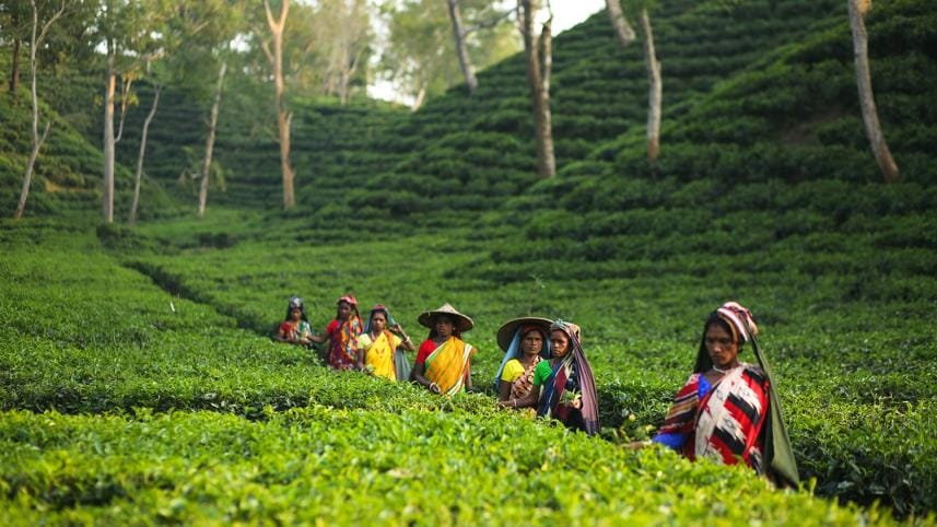 Tea production falls 3% in 2022