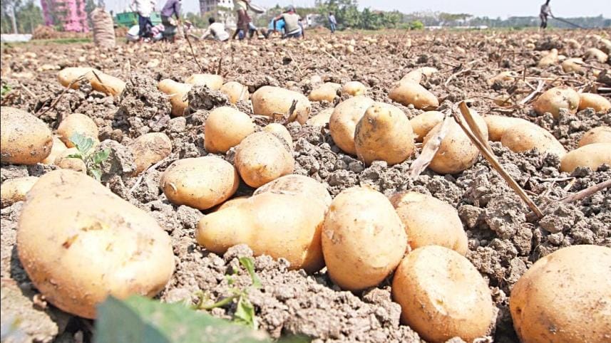 Potato export to Russia to begin this year: Razzaque