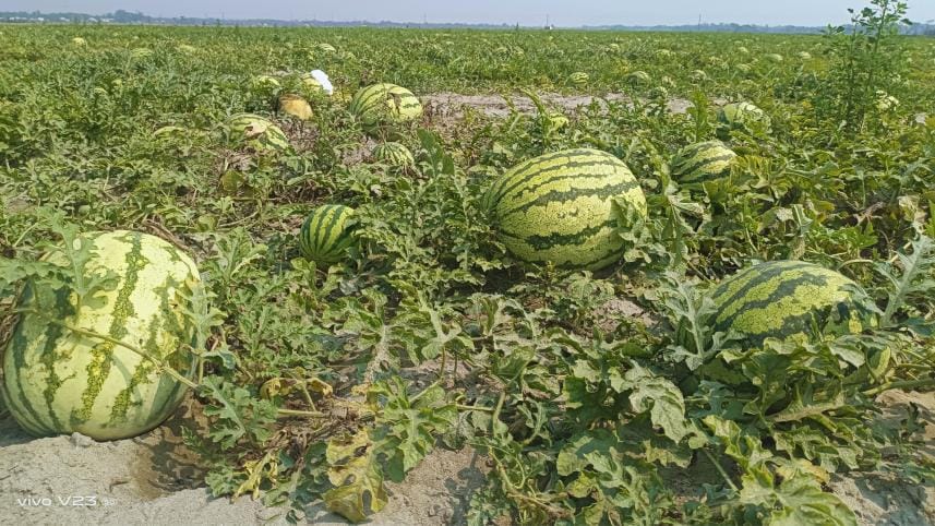 Padma Bridge: A boon for watermelon cultivators in Patuakhali