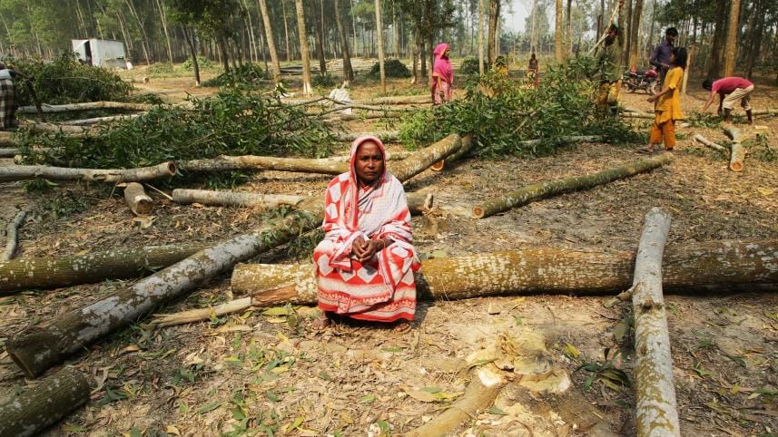 How forestry projects destroy forests