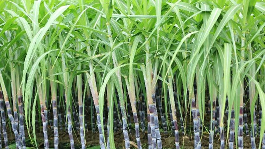 sugarcane