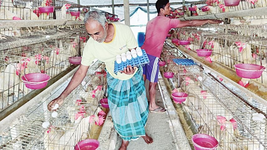 dhamrai_poultry_farm.jpg