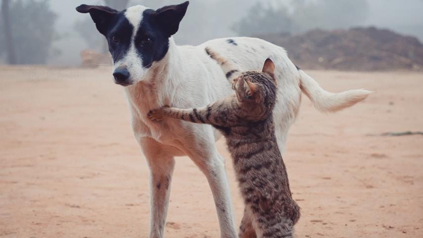 How to adopt stray animals 