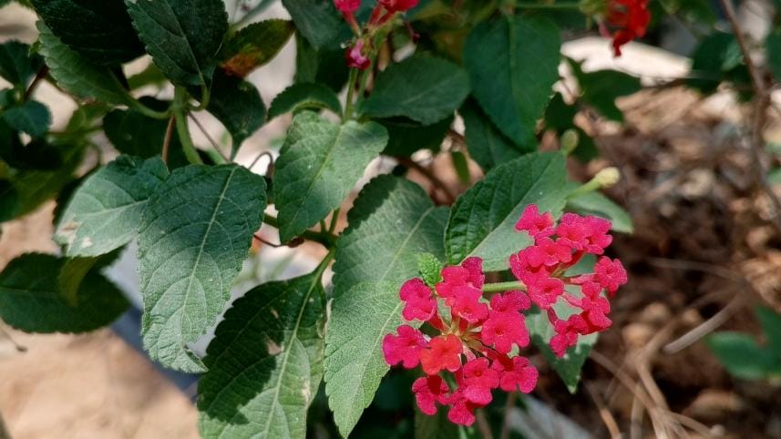 TECNO SPARK 10 Pro focus photography