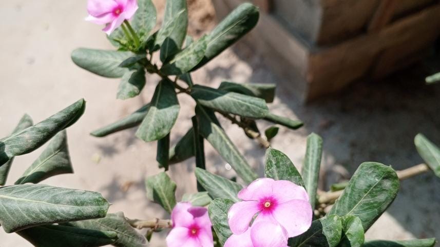 TECNO SPARK 10 Pro photography