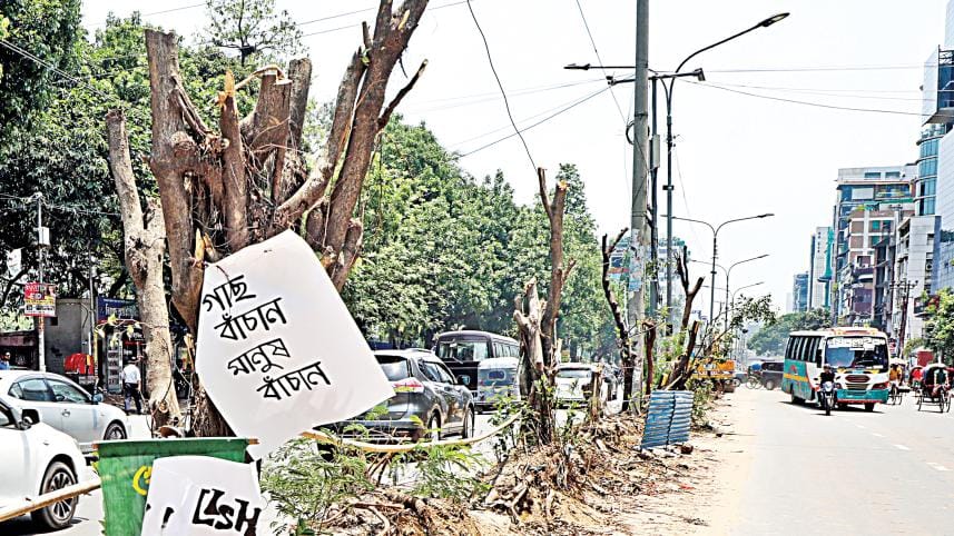 Tree felling on Saat Masjid Road