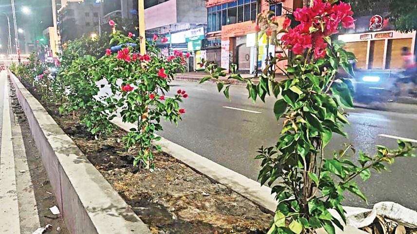 Tree felling on Saat Masjid Road