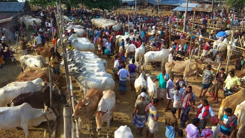 cattle markets for Eid-ul-Azha 2024