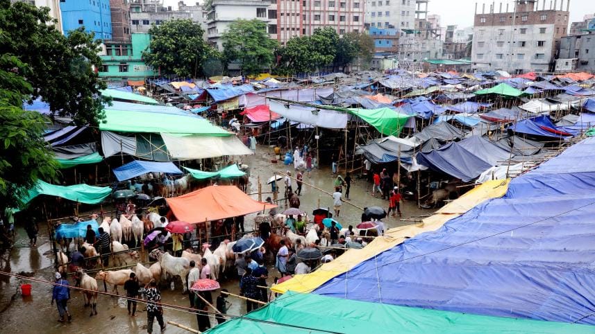 The charm of Mirkadim cows at the Rahmatganj Cattle Market