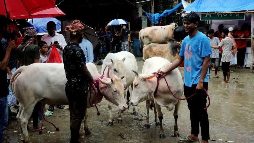 The charm of Mirkadim cows at the Rahmatganj Cattle Market