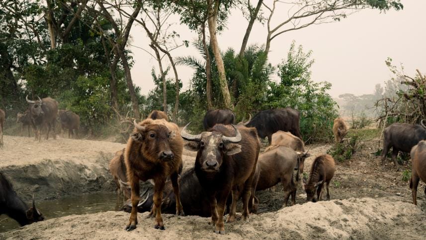 Reasons why you should travel within Bangladesh