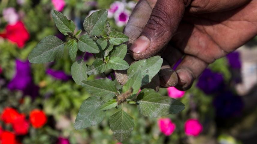 Consequences of climate change on gardening