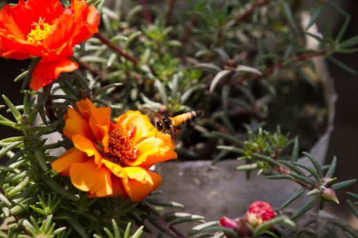 Consequences of climate change on gardening