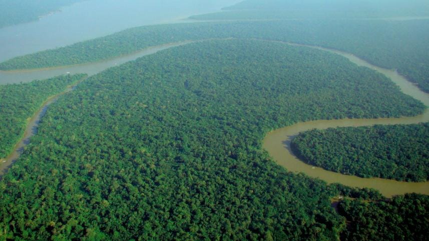 Amazon 7 most beautiful forests around the world 
