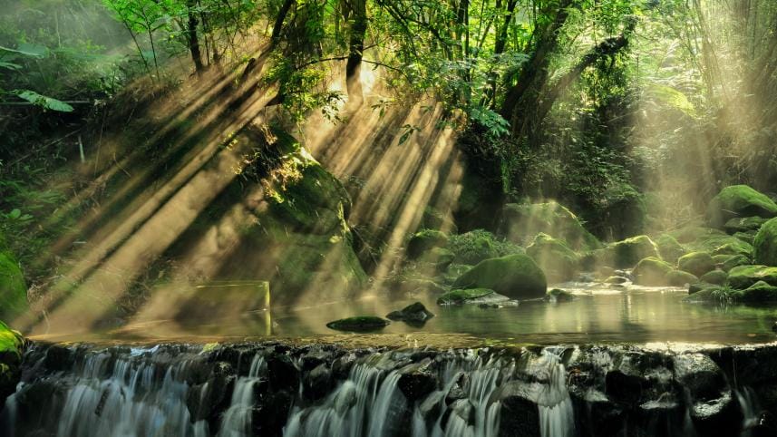 7 most beautiful forests around the world 