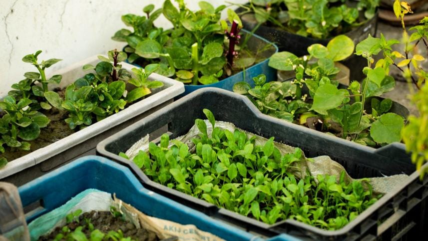 Top 5 gardening apps for a booming garden 